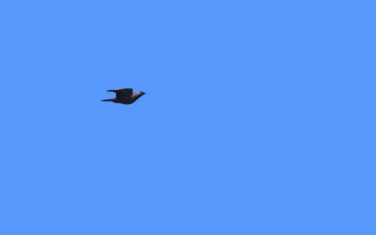 Чилийский голубь - ML617474846