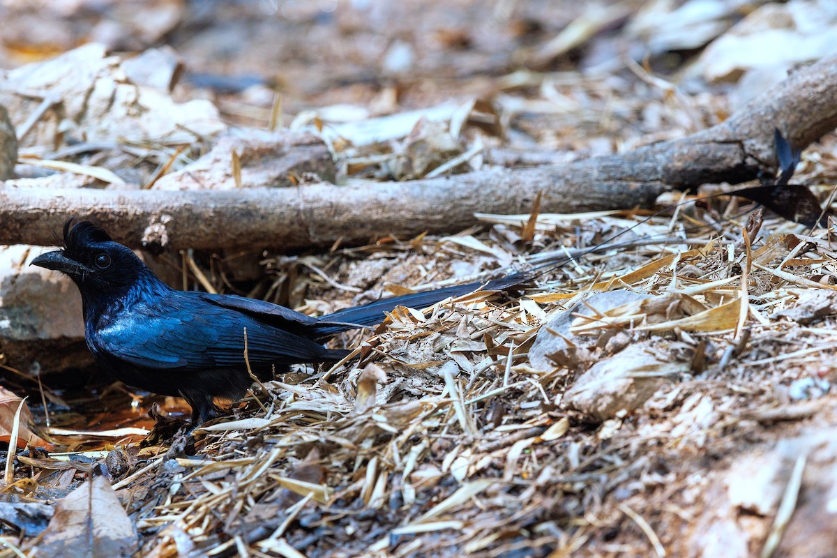 Greater Racket-tailed Drongo - ML617474857