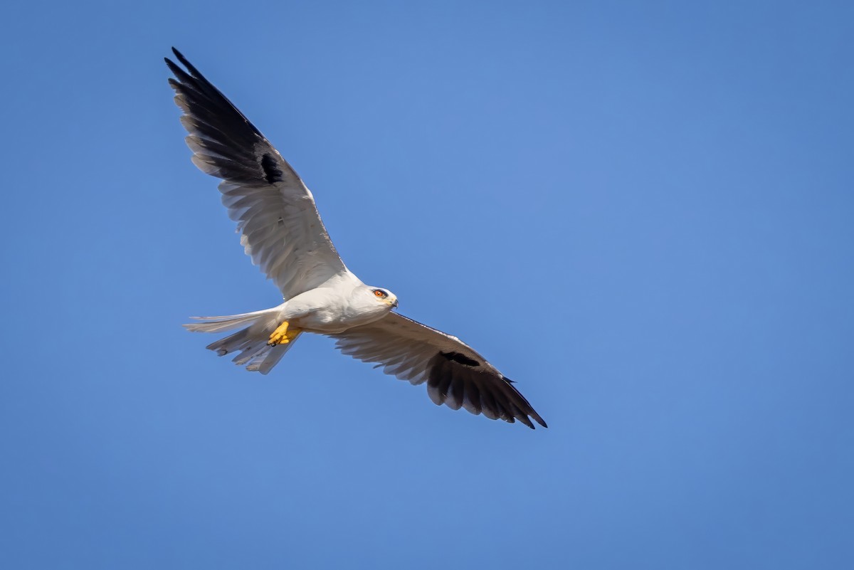 White-tailed Kite - ML617474909