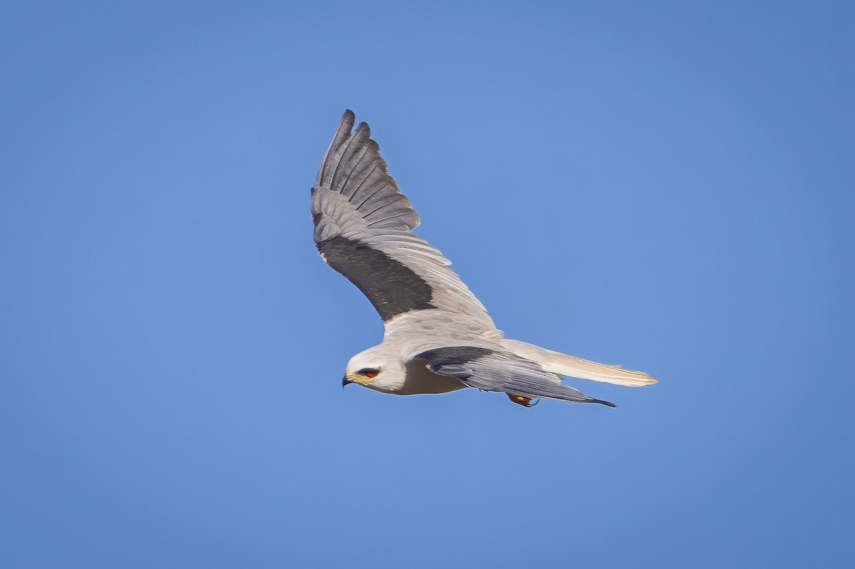 White-tailed Kite - ML617474913