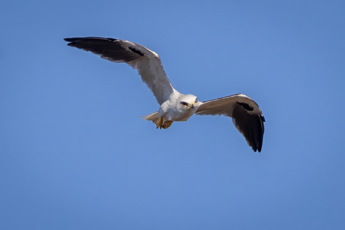 White-tailed Kite - ML617474916