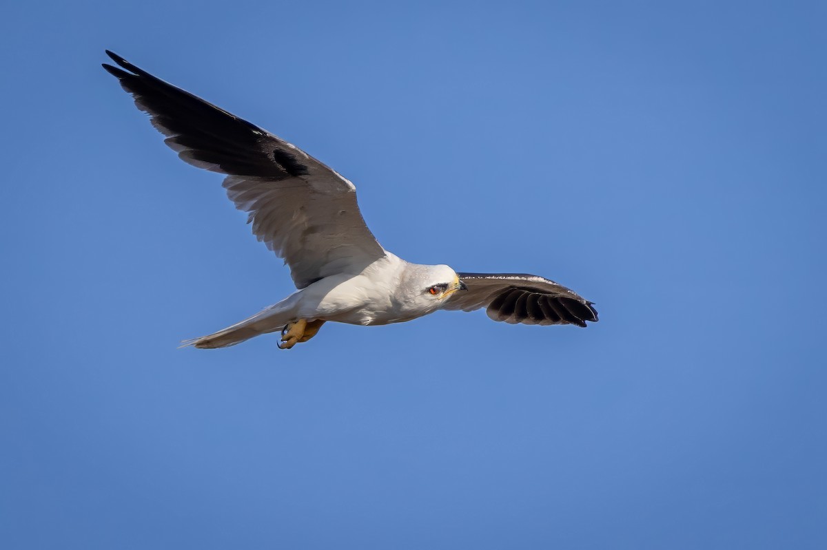 White-tailed Kite - ML617474919