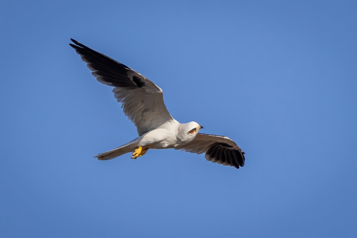 White-tailed Kite - ML617474920