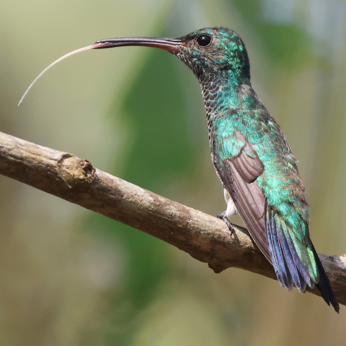 kolibřík zářivý - ML617475001