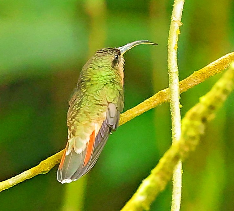 Rufous-breasted Hermit - ML617475003
