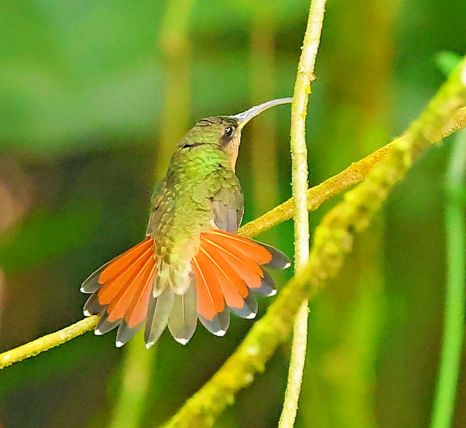 Краснохвостый колибри-отшельник - ML617475004