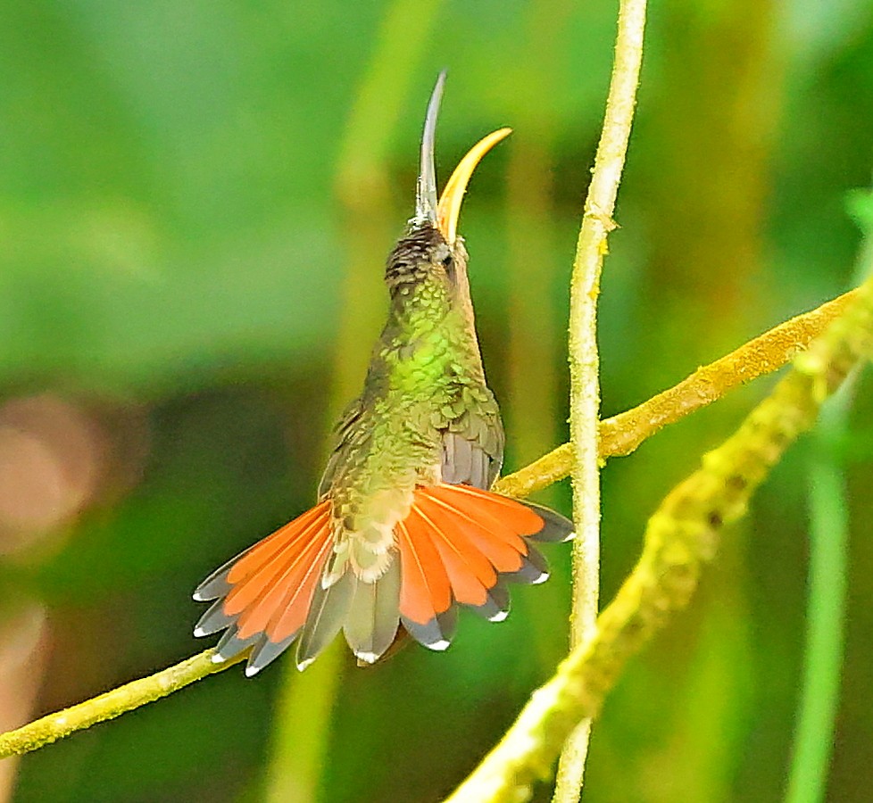 Rufous-breasted Hermit - ML617475005