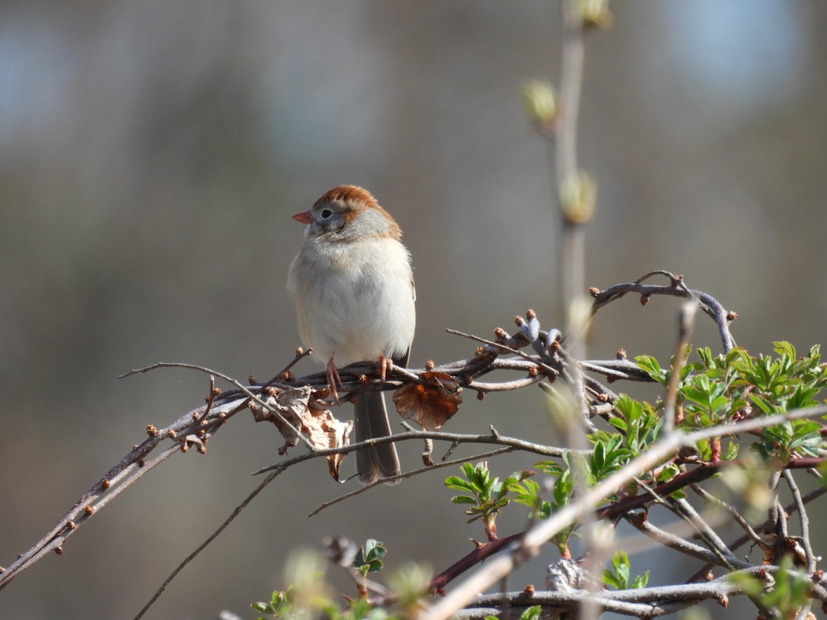 Field Sparrow - ML617475062