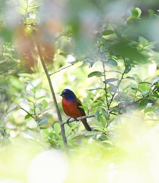 Painted Bunting - ML617475066