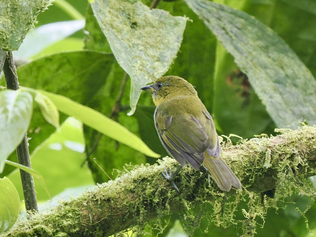 Yellow-throated Chlorospingus (Yellow-throated) - Gabriel Willow