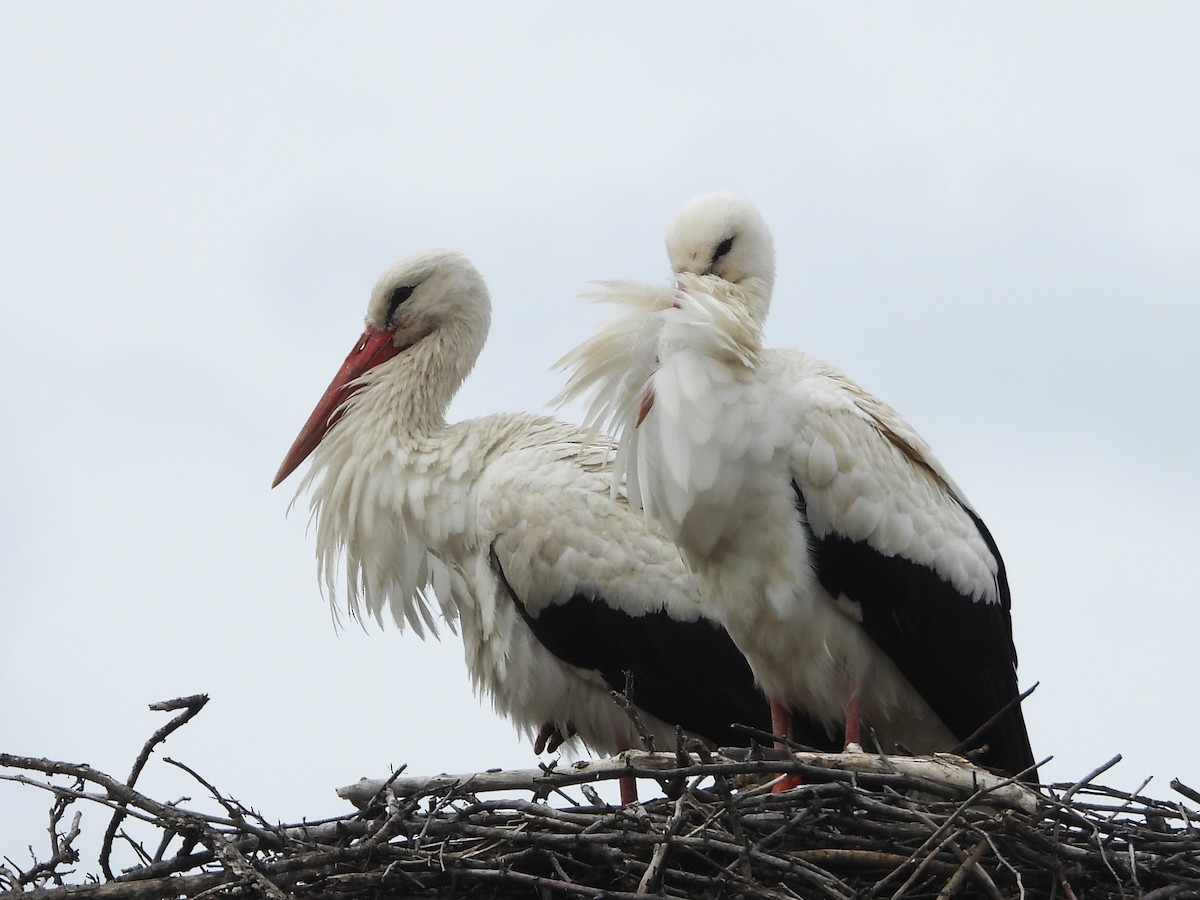 White Stork - ML617475084