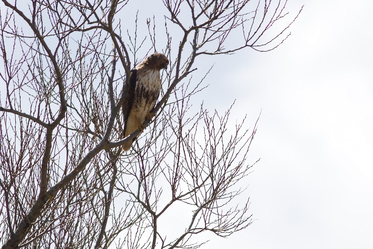 Red-tailed Hawk (abieticola) - ML617475092