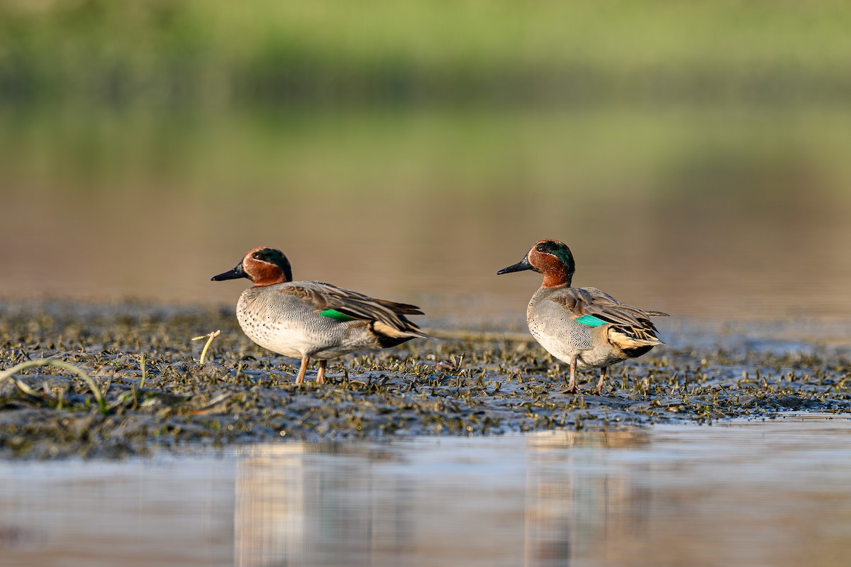 Green-winged Teal - ML617475148