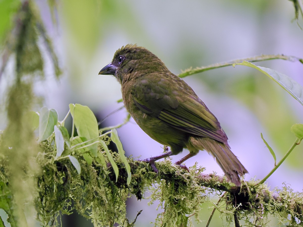 Ochre-breasted Tanager - ML617475193