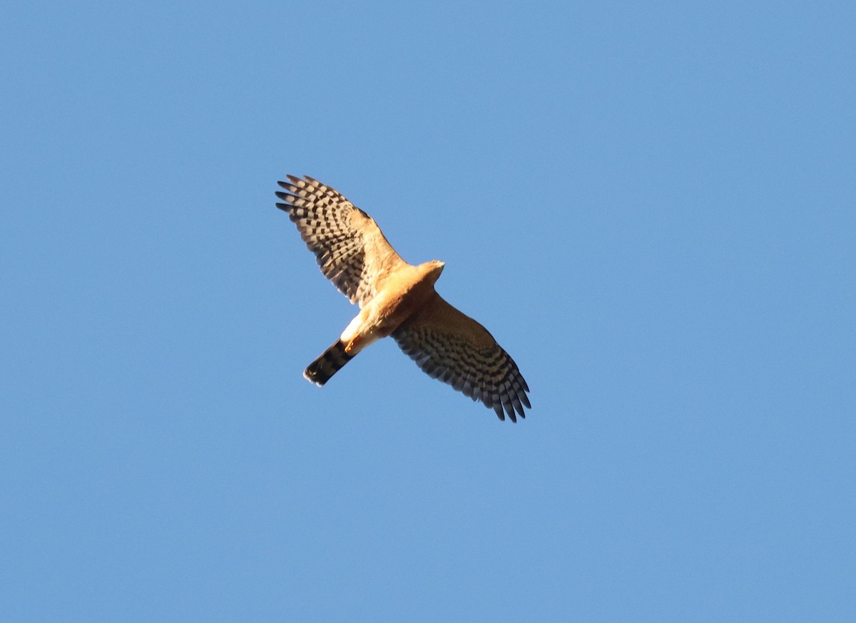 Rufous-breasted Sparrowhawk - ML617475199