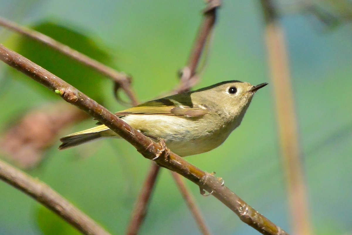 eBird Checklist - 16 Apr 2024 - Ashby Pond Conservancy Site - 24 species