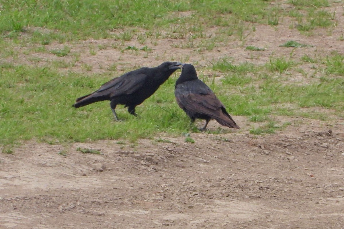 Common Raven - Vladislav Železný