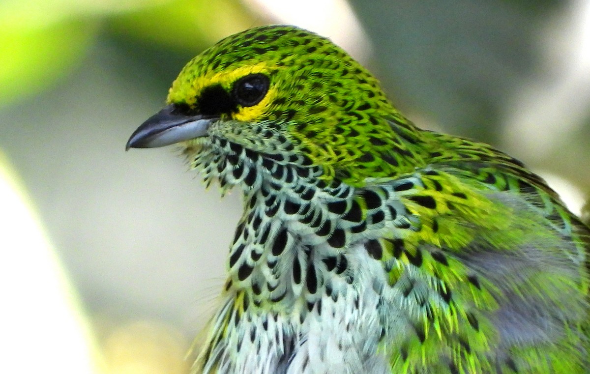 Speckled Tanager - ML617475325