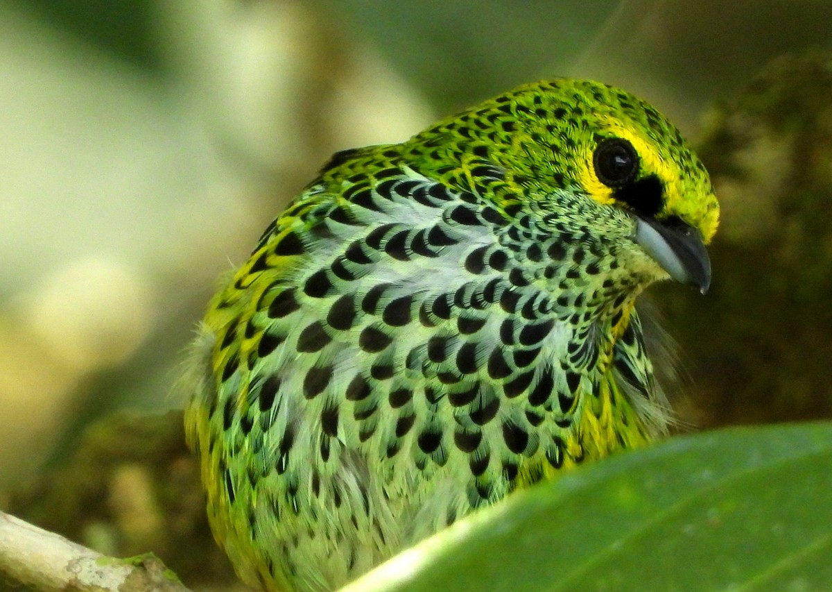 Speckled Tanager - ML617475326