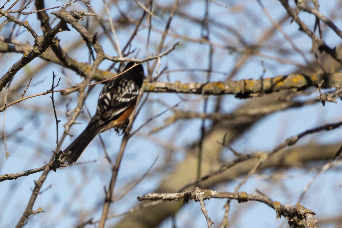 Spotted Towhee - ML617475366