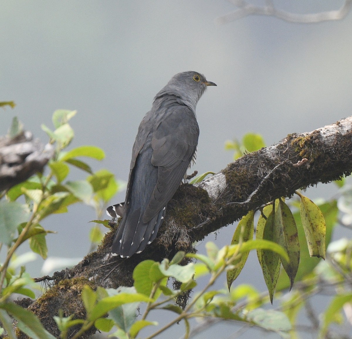 Himalayan Cuckoo - Prasad Ganpule