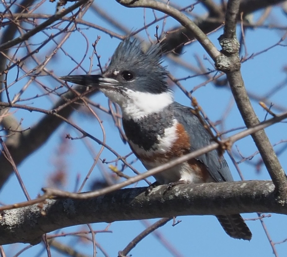Belted Kingfisher - ML617475535