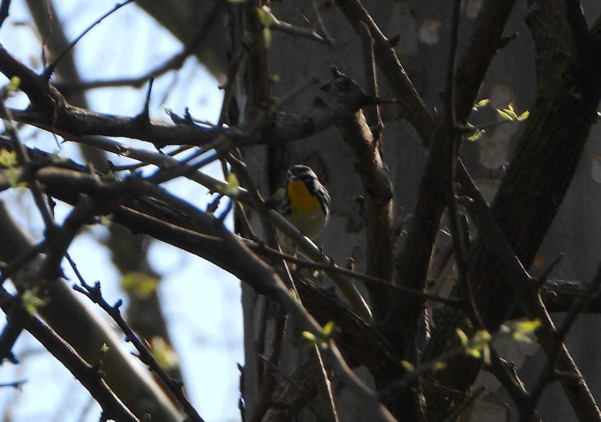 Yellow-throated Warbler - ML617475564