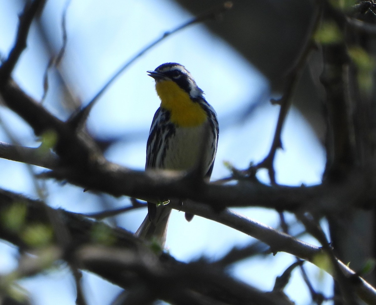 Yellow-throated Warbler - Cathy Hagstrom
