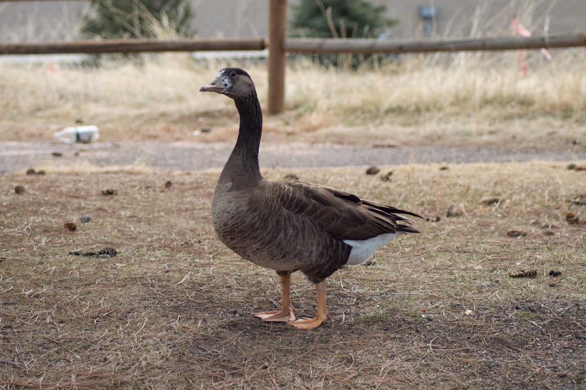 Graylag x Canada Goose (hybrid) - Trenton Voytko