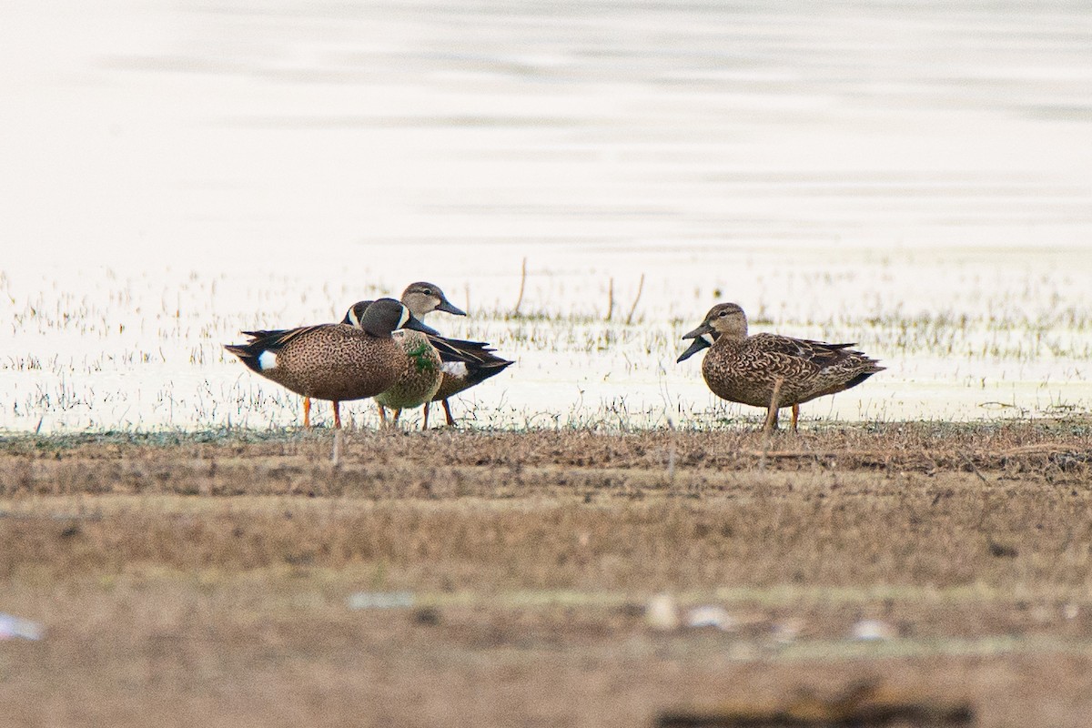 Blue-winged Teal - ML617475722