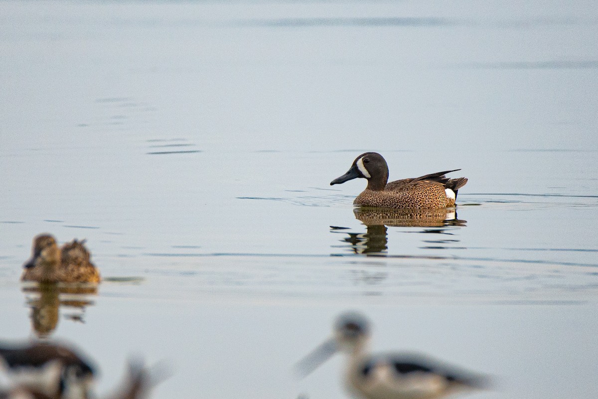 Blue-winged Teal - ML617475726