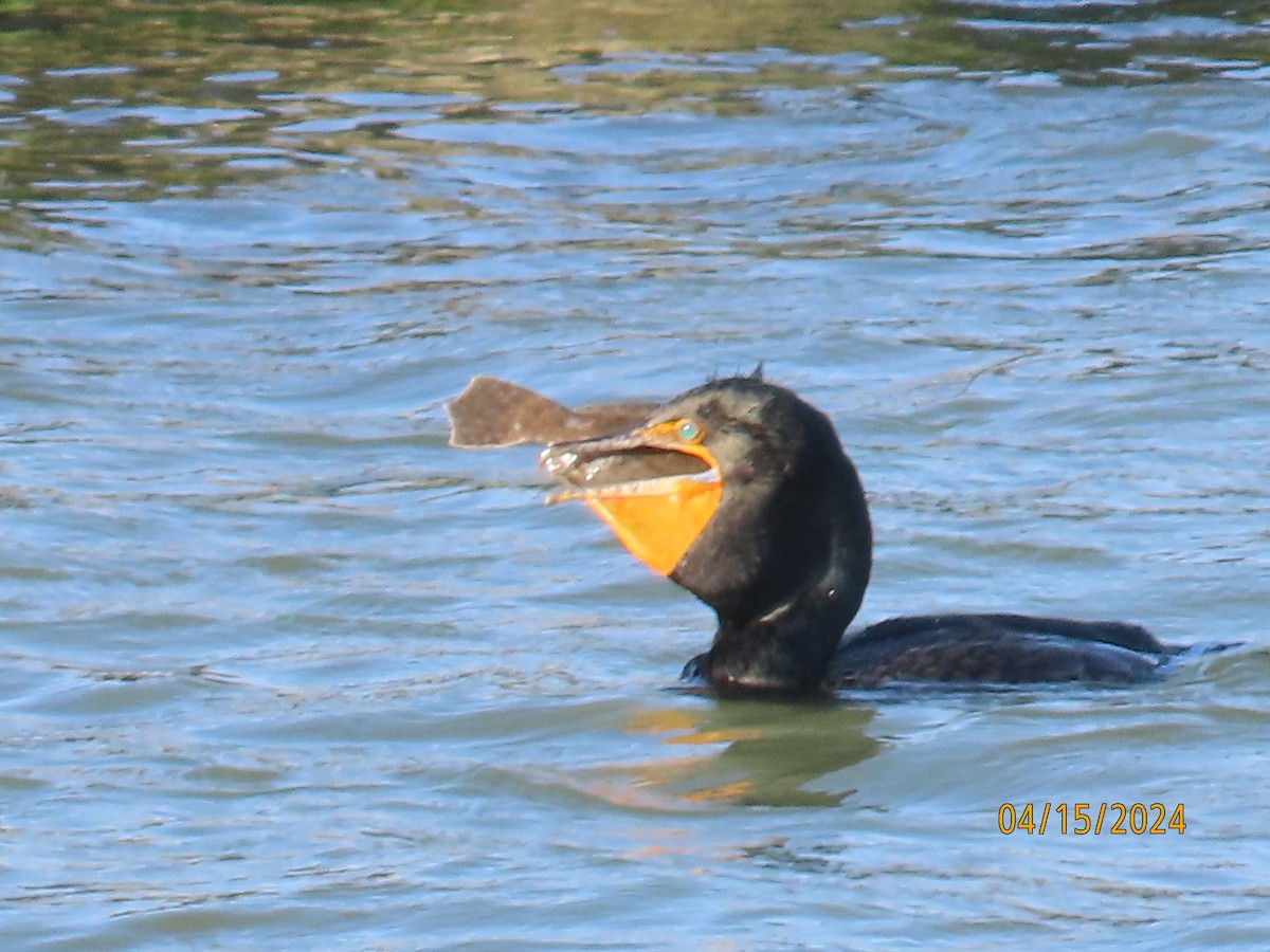 Double-crested Cormorant - Penelope Reighart