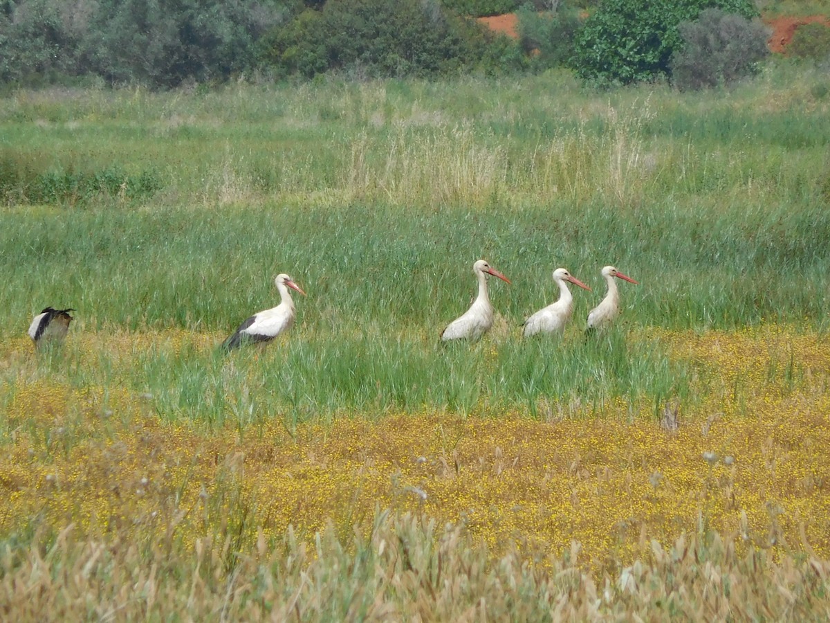 White Stork - ML617475855