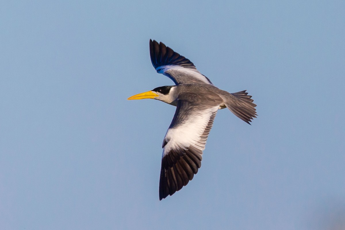 Large-billed Tern - Andreas Trepte