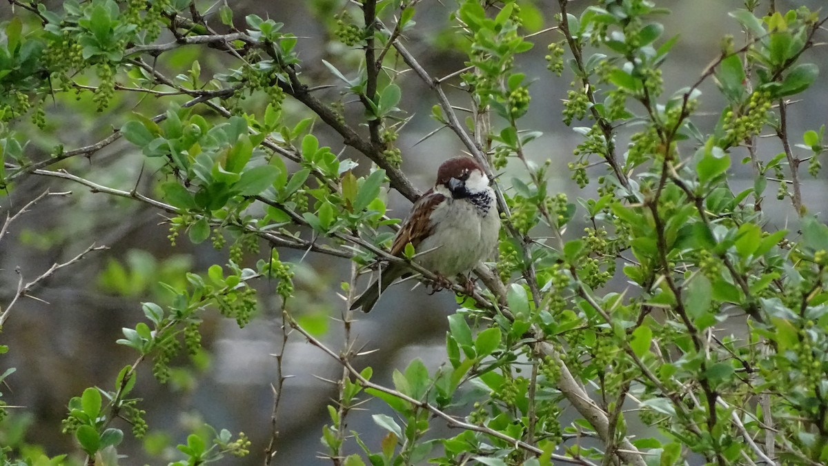 Italian Sparrow - Léo-Paul Godderis 🦜