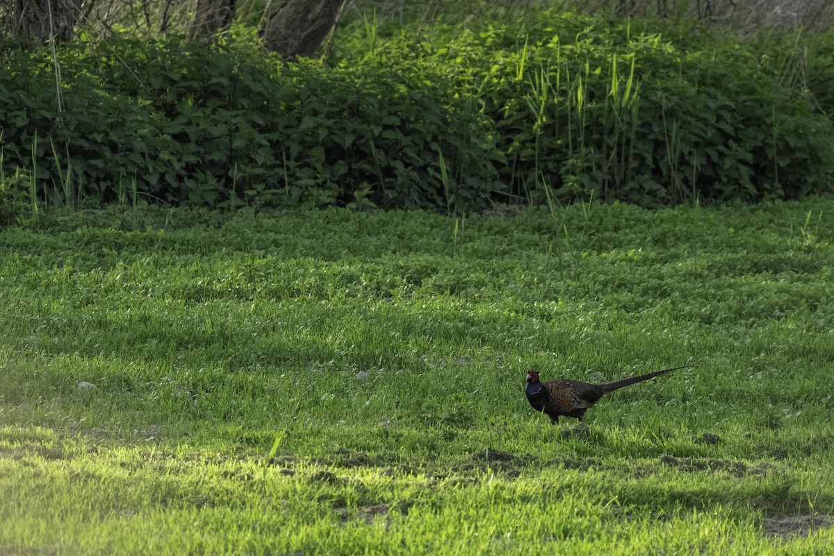 Ring-necked Pheasant - ML617476086