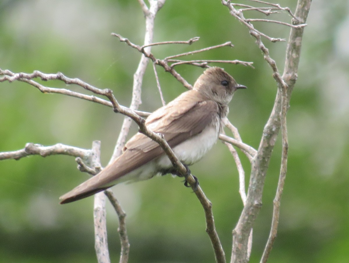 Northern Rough-winged Swallow - ML617476128