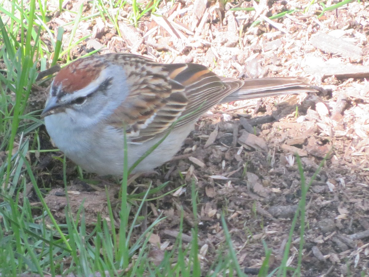 Chipping Sparrow - ML617476163