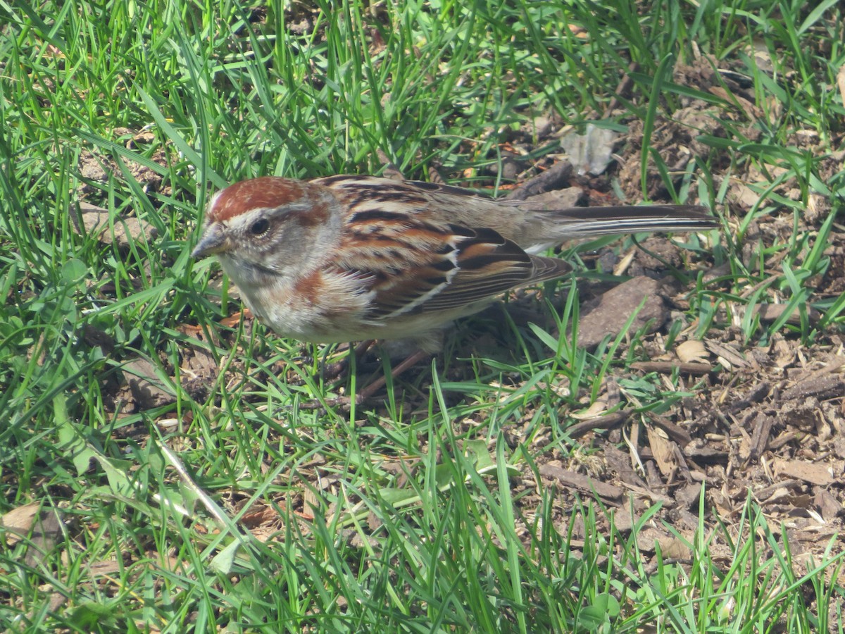 American Tree Sparrow - ML617476174