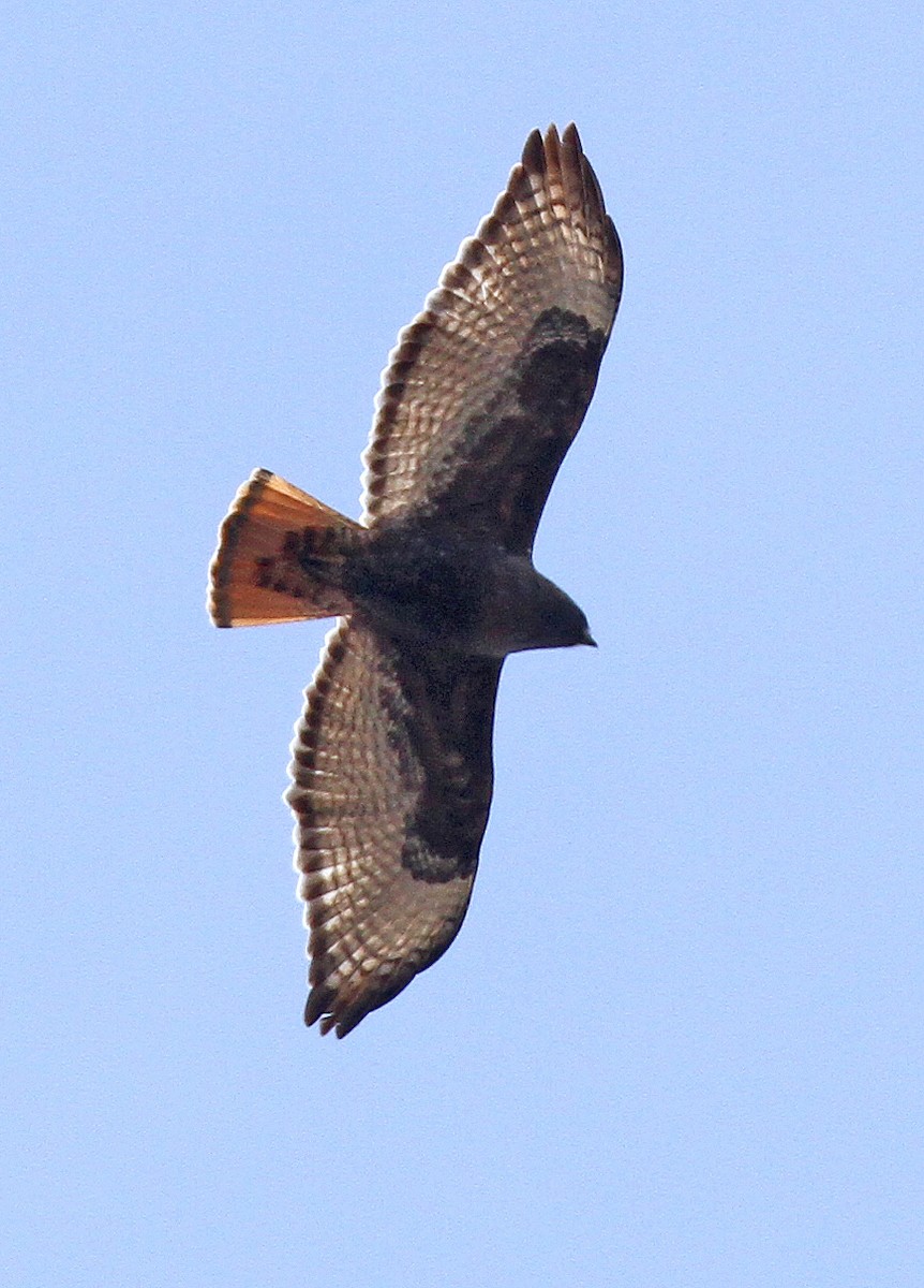 Red-tailed Hawk - ML617476253