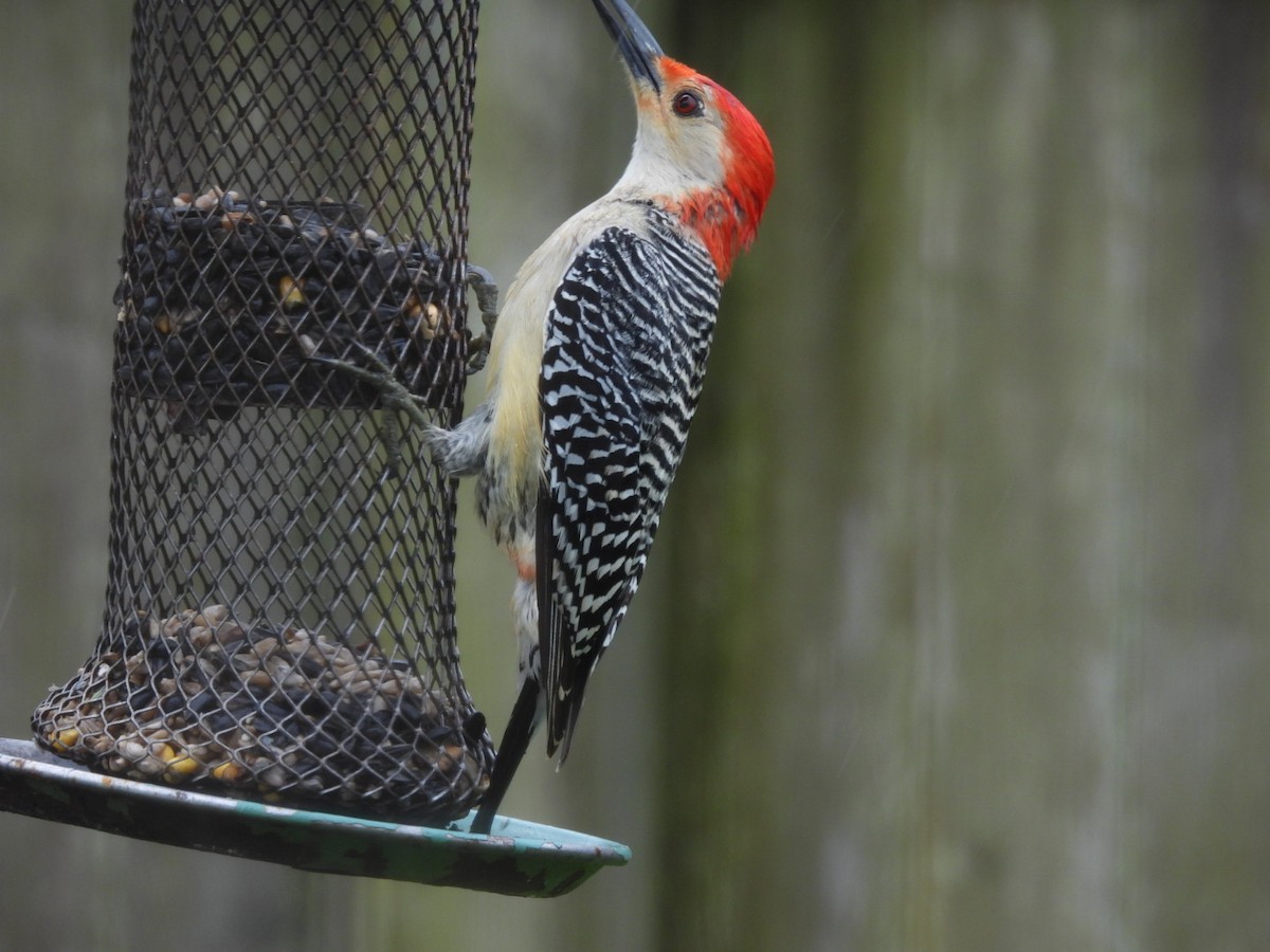 Red-bellied Woodpecker - ML617476264