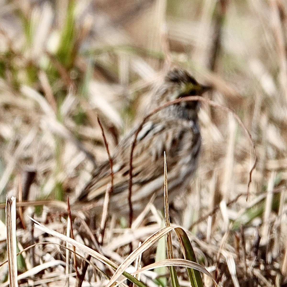 Savannah Sparrow - ML617476268