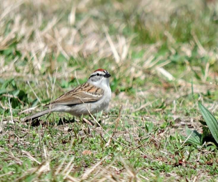 Chipping Sparrow - ML617476270