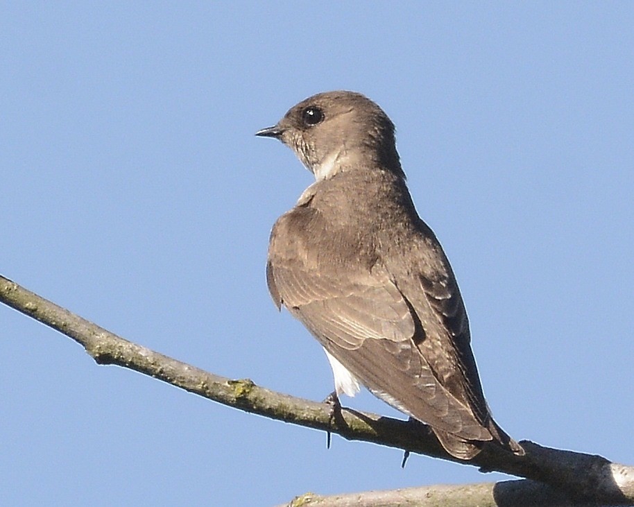Northern Rough-winged Swallow - ML617476287