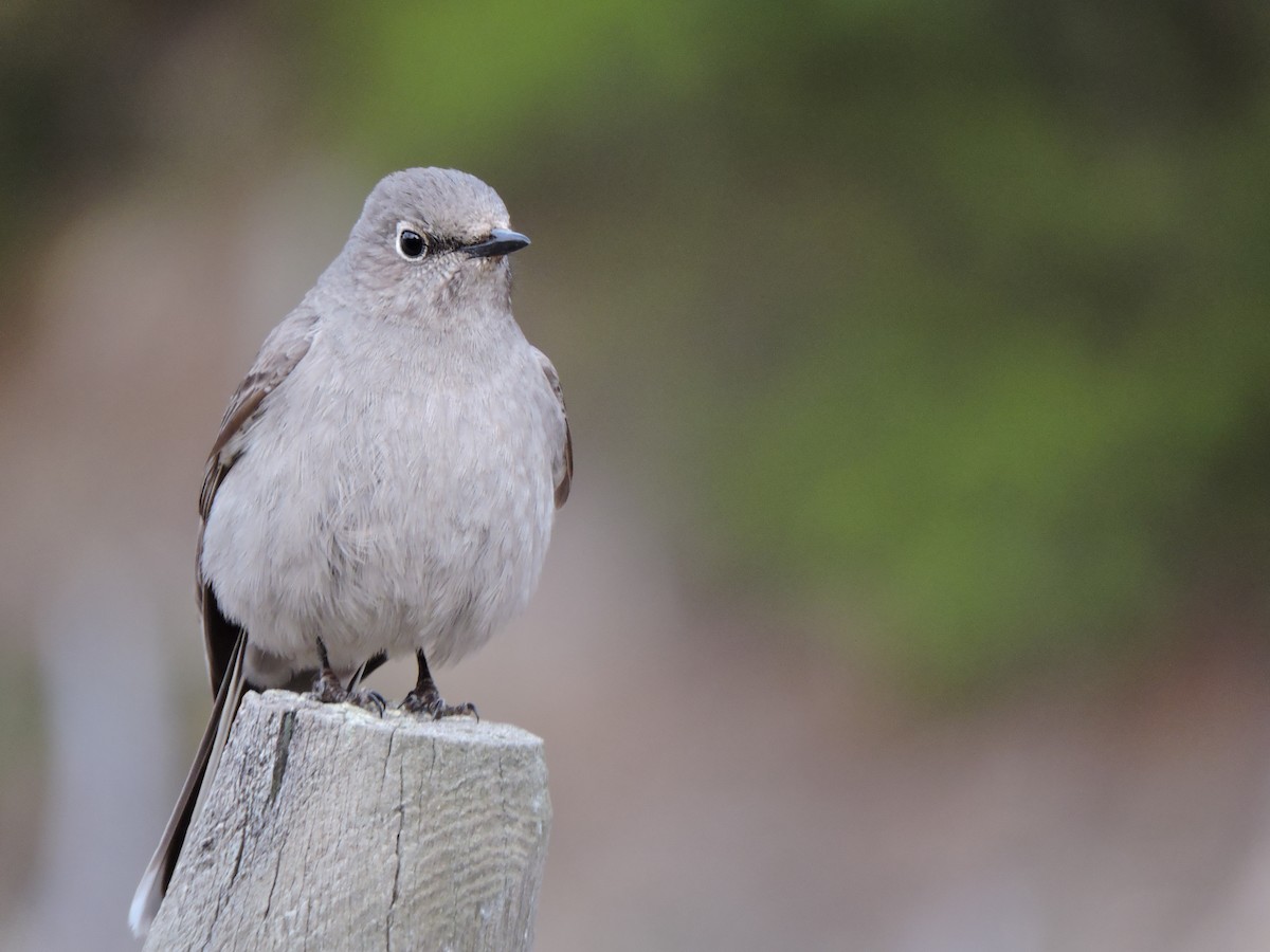 Townsend's Solitaire - ML617476328