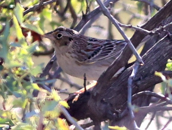 Grasshopper Sparrow - ML617476376