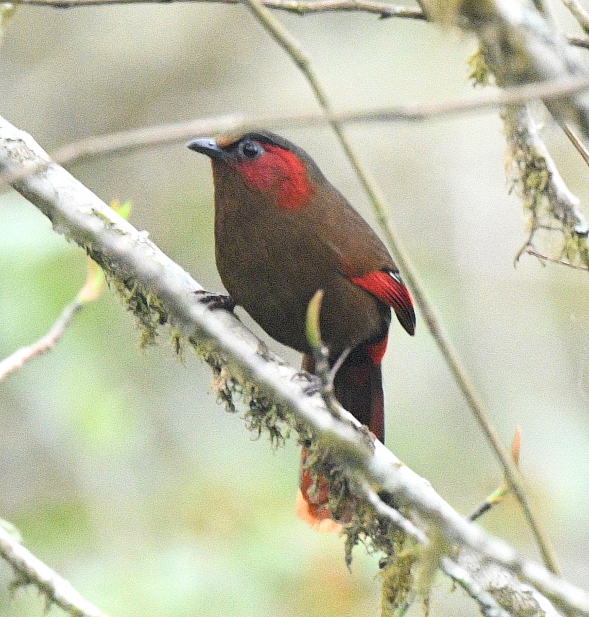 Red-faced Liocichla - ML617476463