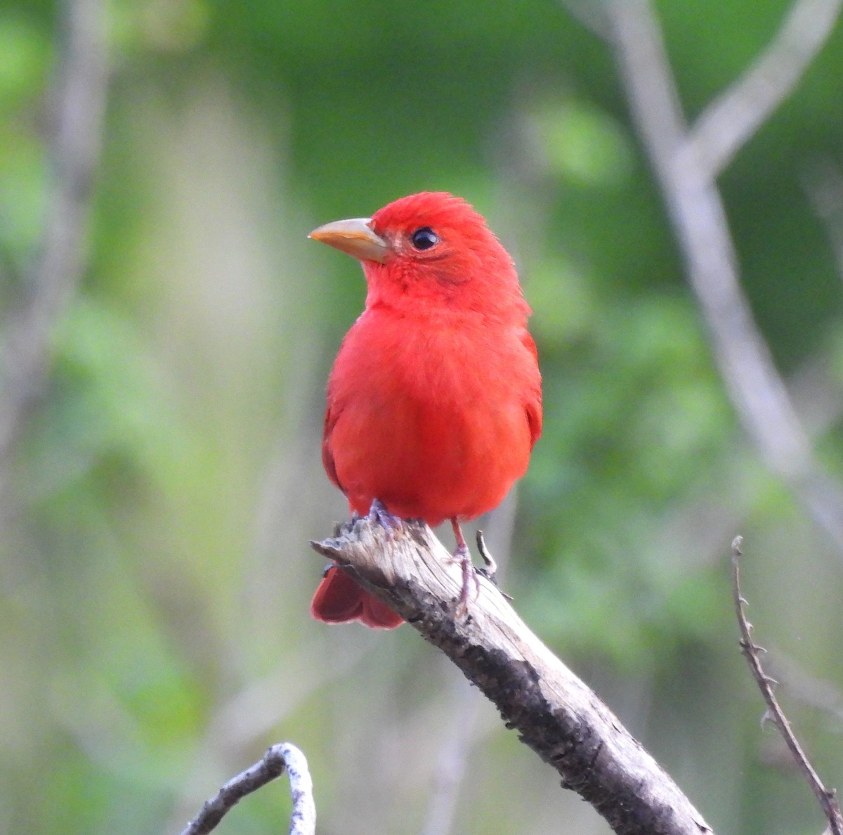 Summer Tanager - Michelle Forte