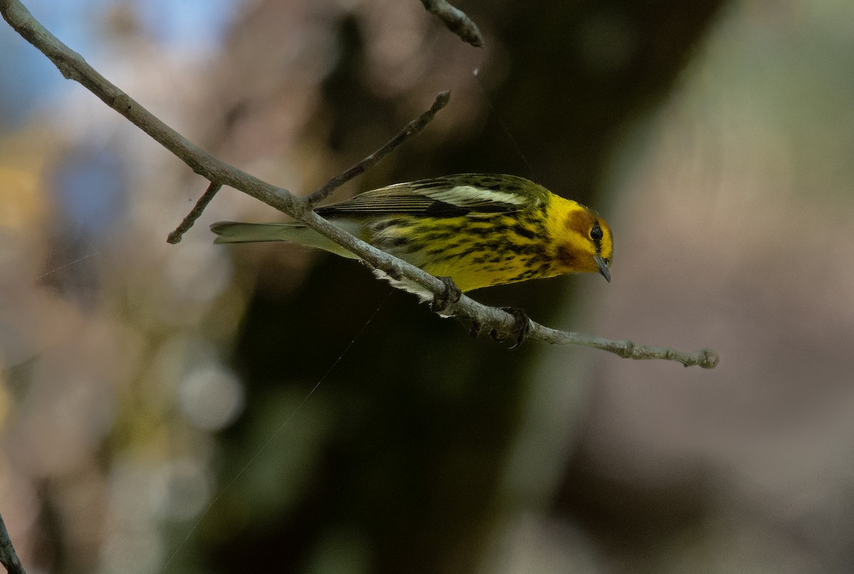 Cape May Warbler - ML617476471