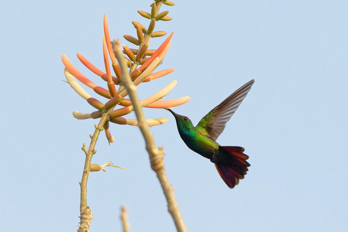 kolibřík panamský - ML617476499